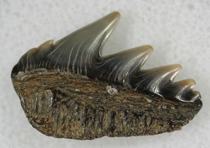 Fossil Cow Shark (Notorynchus) Tooth - Maryland #21322